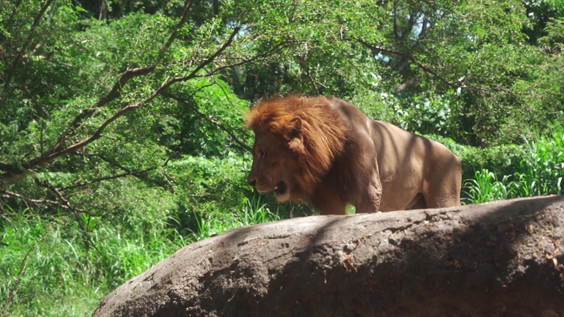 King of the jungle LION