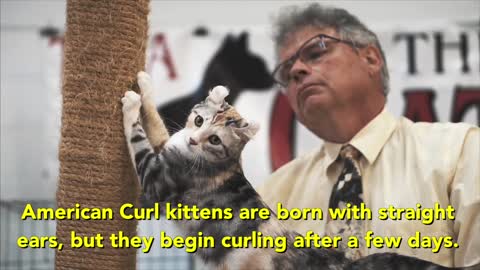 The American Curl at a TICA Cat Show