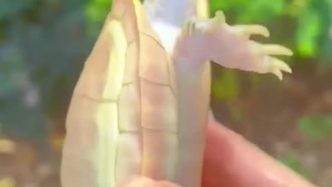 NATURE 🌟 🌟 Tortoise SKIN polish