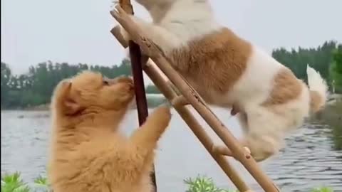 Puppies Try to Eat Chicken Legs