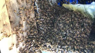 Hand scooping bees from the swarm into the new hive box.