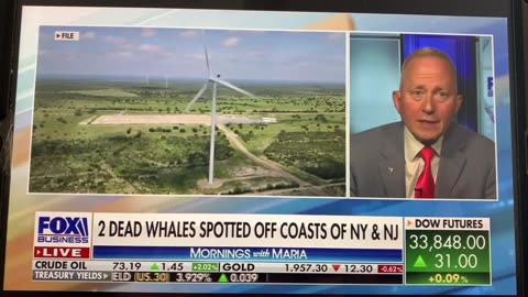 Another two humpback whales off the coast of New York, New Jersey