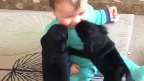 Two puppies and a little boy having a good time