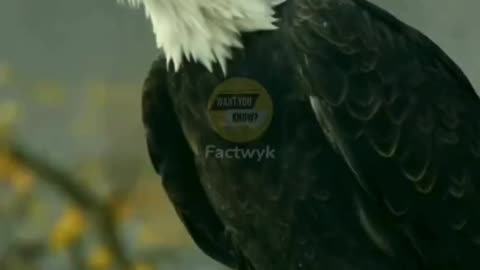 Eagle can live up to 70 years after making a difficult decision