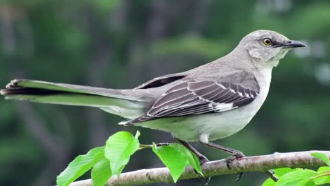 Mocking Bird Singing - Mocking Bird Sounds - Mocking Bird Chirping
