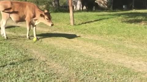 Pet Cow Excited over Furniture Dolly