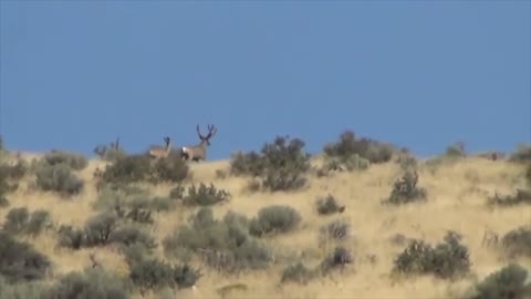 The Best of Hunting Big Mule Deer Trailer