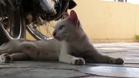 Cambodian cat lying near a motorcycle