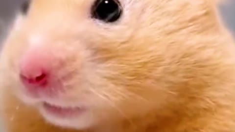 Socutehamster#cutehamster#hamster#hamstershorts#shorts#funnypets#hamsters(1)