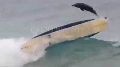 Surfing With Dolphin #shorts #shortsvideo #video #viral