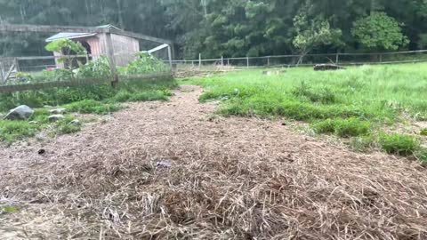 Goats really hate the rain