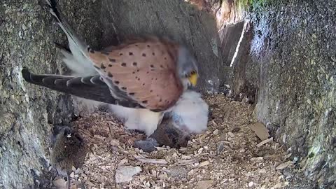 Kestrel Dad Learns to Care for Chicks After Mum Disappears-6