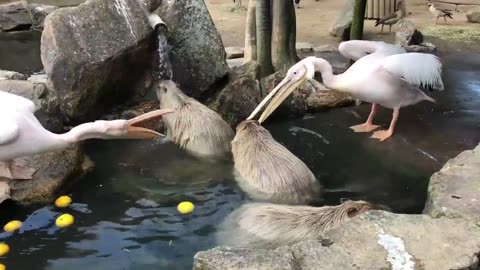 Pelican and Capybara