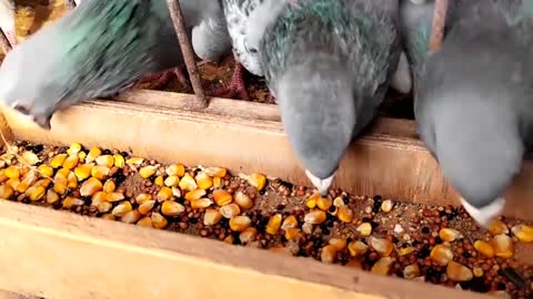 Pigeons eat corn