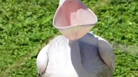 DUCK FUNNY VIDEO