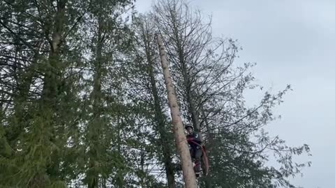 Climbing on tree climbing spurs #treework #arborist #fyp #foryoupage