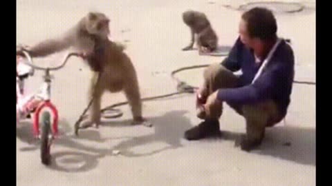 Watch what this hilarious and unbelievable monkey does"