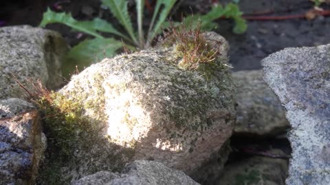 Moss on stone