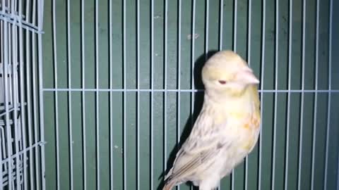 Rare canary species