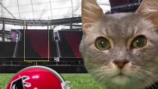 The cat video you never knew you needed! A Falcons cat!