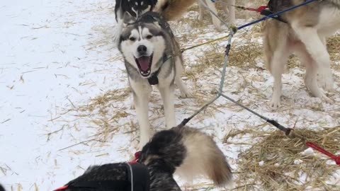 Amazing Husky Dog Sledding & Mushing Experience in Fairbanks, Alaska