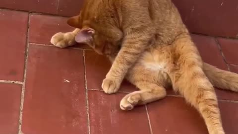 Funny and Cute Cats Playing #41