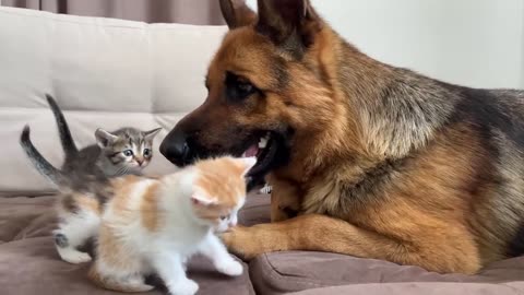 German Shepherd Attacked by Cute Tiny Kittens