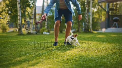 A dog playing with it owner