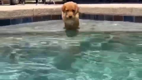 How dogs swim| cute movement| Funny Movemeny