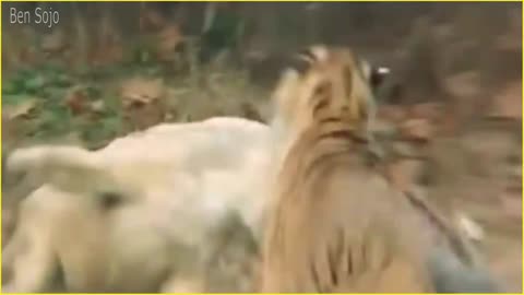Tiger roar vs Lion roar || ADTV