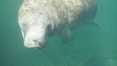 Florida's Manatee Wonder