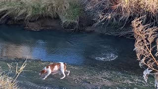 Bird dog and a Beaver