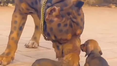 Cute baby dogs with big mother