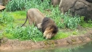 Lion at Louisville Zoo in Kentucky