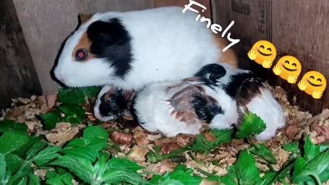 My guinea pig giving birth to 4 pup's for her first time 🤗🤗🤗
