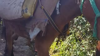 Mules going for construction work in Himalayas