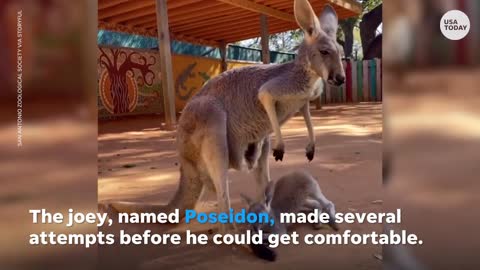 Kangaroo struggles to climb into mother's pouch at Texas zoo