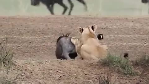 Lion catch cow real video