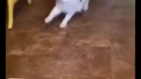 funniest cats ever complitation