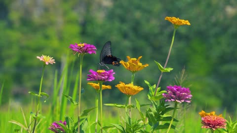 Beautiful black butterflies flying in the flowers