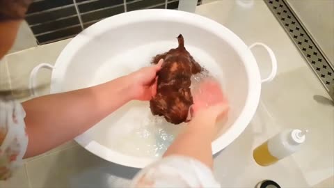 Cute Pomapoo Puppy Get's A Bath.