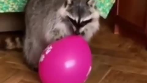 Funny racoon videos compilation April 2019