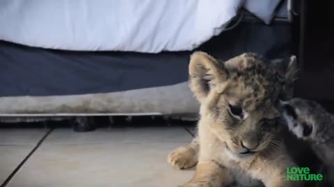 Cute Lion Cubs and Baby Hyenas Playing Together