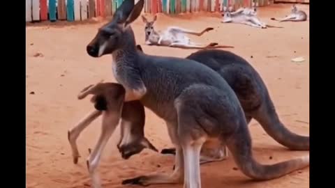 When the kangaroo grew up, Mother kangaroo didn't let it near her pocket