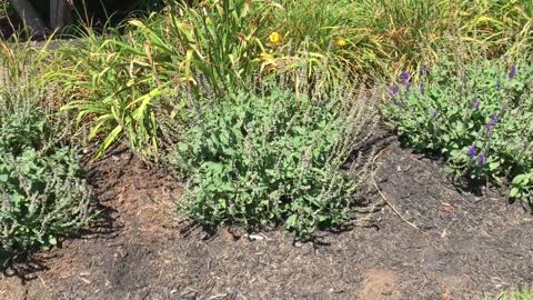 How to -Salvia cutbacks with American landscape and Lawn Science