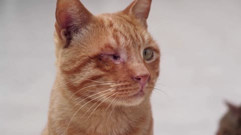 Red cat with one eye. Cat without one eye