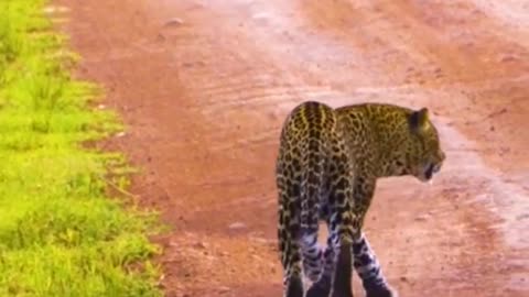 african wildlife leopard