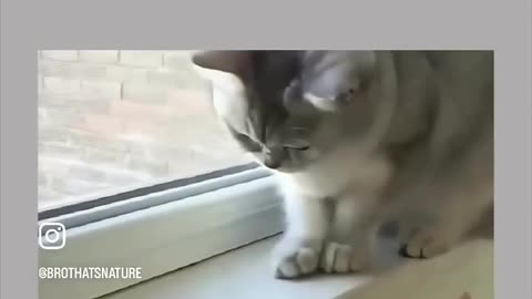 Fastest reaction of cats 😻# viral 🤯