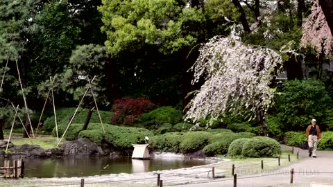 Japanese Cherry Blossoms 2014 - 4K