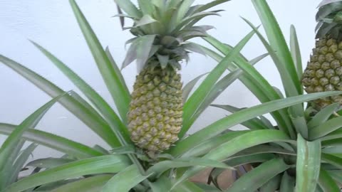 New idea| why don't you use old plastic chairs to grow pineapple